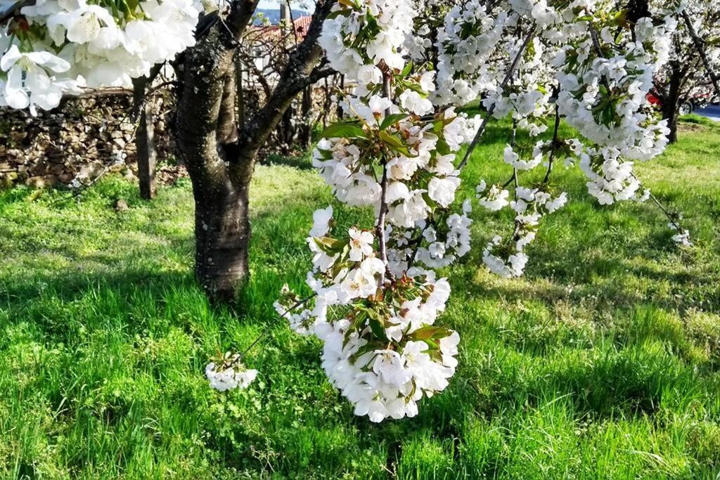 Вілла A Tintureira Sao Martinho de Antas Екстер'єр фото